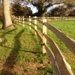 3 rail cleft on oak