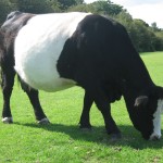 belted-galloway