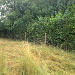 stockfencing on chestnut